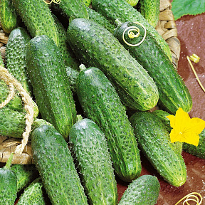 Огурец Северин F1