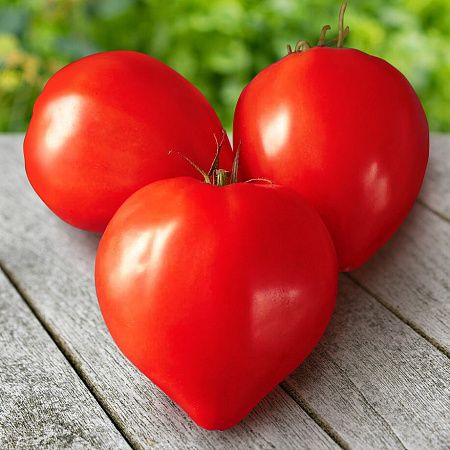 Фото Помидор Примо ред F1
