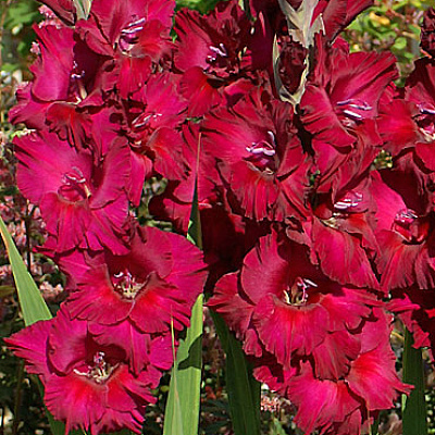 Гладиолус Блэк Сюрпрайз