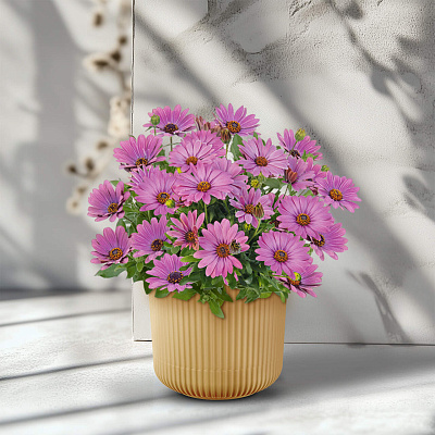 Остеоспермум Саммерсмайл Софт виолет