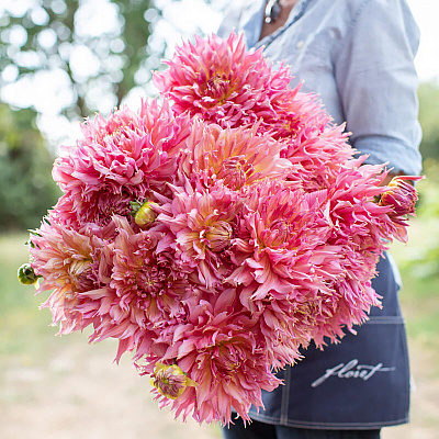 Георгин бахромчатый Омега