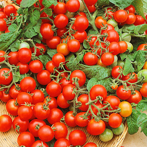Помидор черри Вериге F1