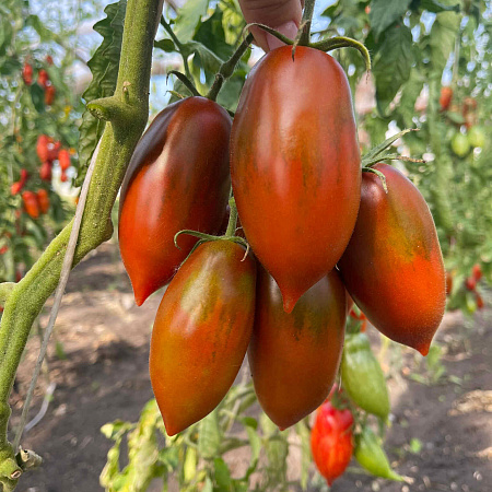 Фото Помидор Булат