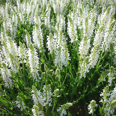 Шалфей дубравный Адриан