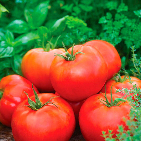 Фото Помидор Белгородский