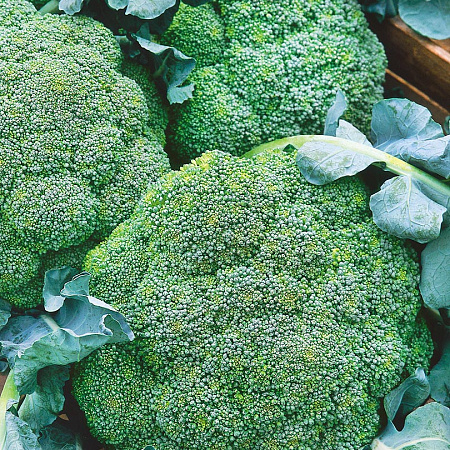 Фото Капуста брокколи Маратон F1 12шт