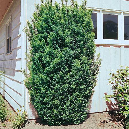 Фото Тис средний Хикси