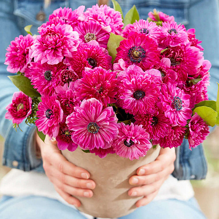 Фото Ветреница (анемона) корончатая Фуллстар Пинк