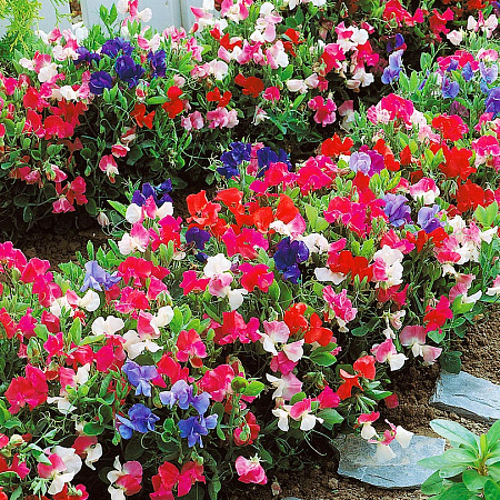 Фото Душистый горошек Маленькая возлюбленная