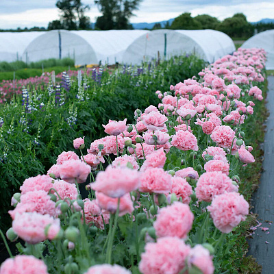 Мак пионовидный Молочно-розовый