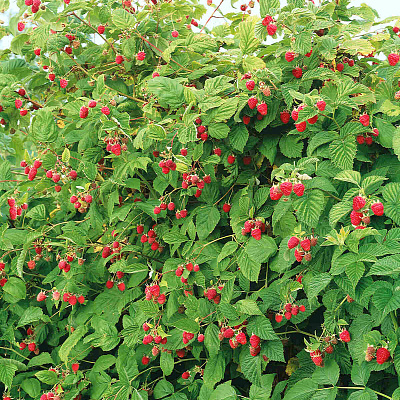 Малиновое дерево Сказка