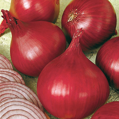 Лук-севок Ред Барон