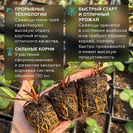 Фото Саженцы земляники садовой Фестивальная