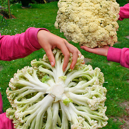 Фото Капуста цветная Бутоньерка F1