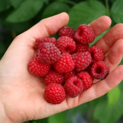 Малина летняя Микер