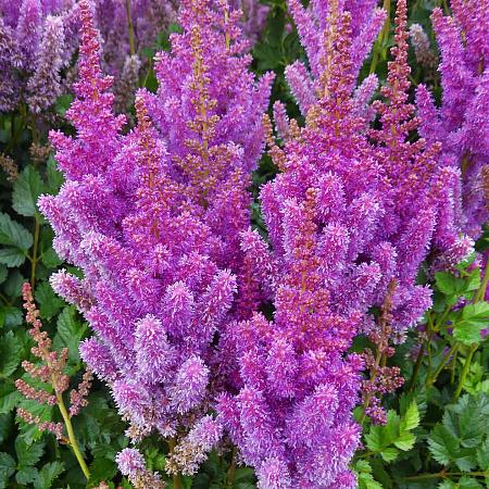 Фото Астильба Блэк Перлс