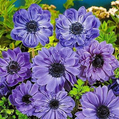 Ветреница (анемона) Лорд Лейтенант