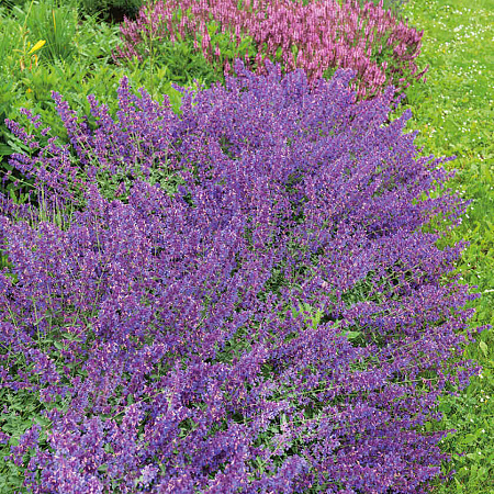 Фото Котовник Фассена