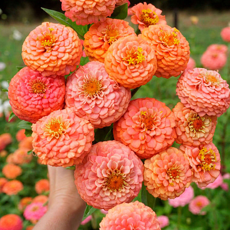 Фото Цинния Оклахома Салмон