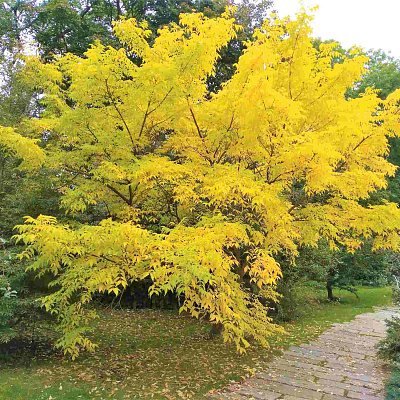 Бархат Амурский