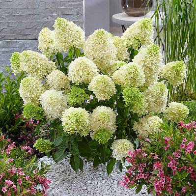 Фото Гортензия метельчатая Скайфол