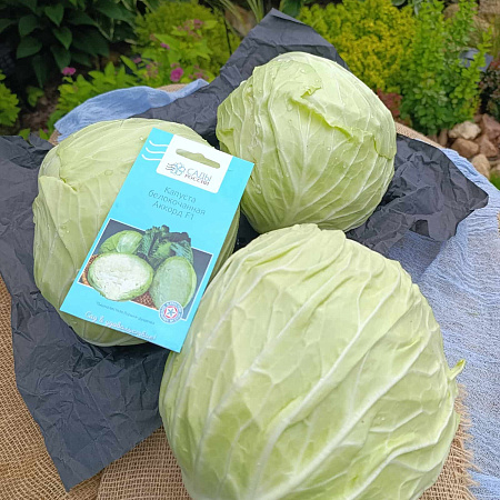 Фото Капуста белокочанная Аккорд F1