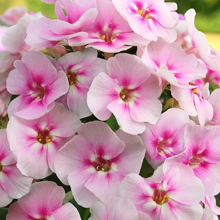 Фото Флокс метельчатый Юник Биколор