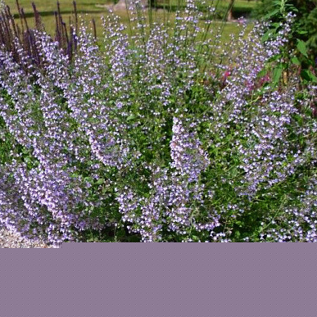 Фото Душевник котовниковый Блю Клауд