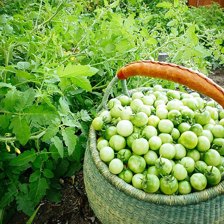 Фото Помидор черри Тотошка