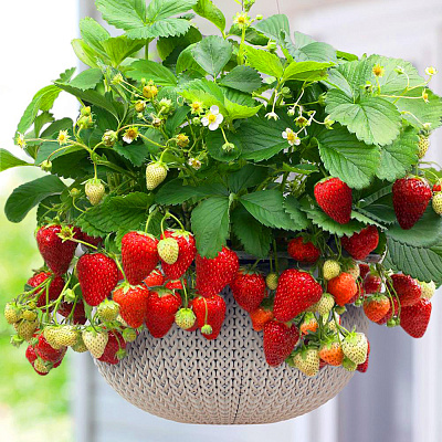 Земляника садовая Крапо 10