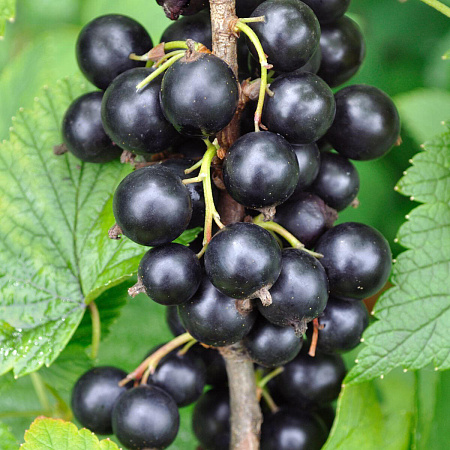 Фото Смородина Сладкая жемчужина