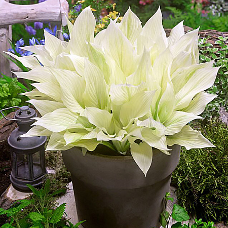 Фото Хоста Уайт фезер