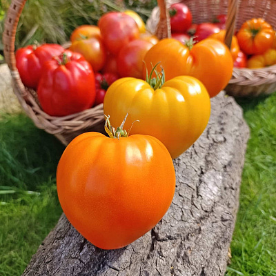 Помидор Золотое бычье сердце F1