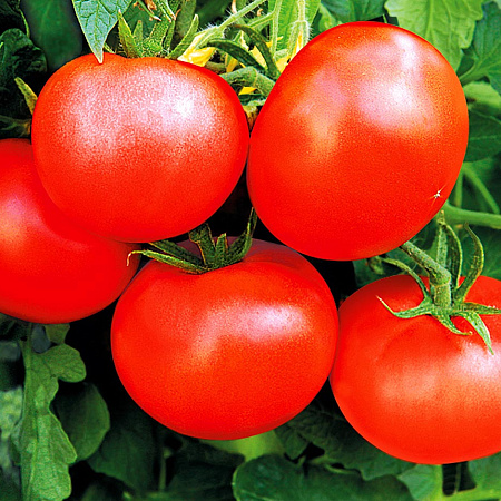 Фото Помидор Бальзам F1