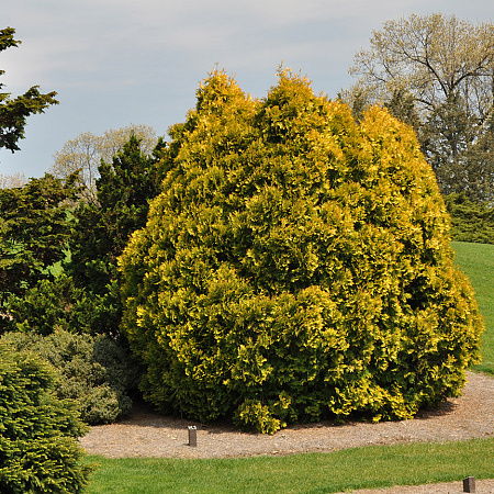 Фото Туя западная Санкист
