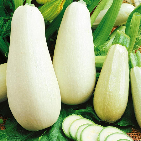 Фото Кабачок Ариэль F1