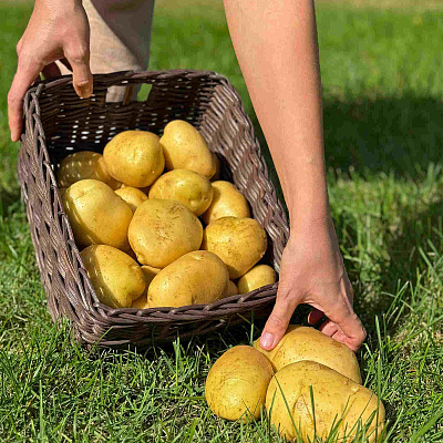 Картофель Атлетик