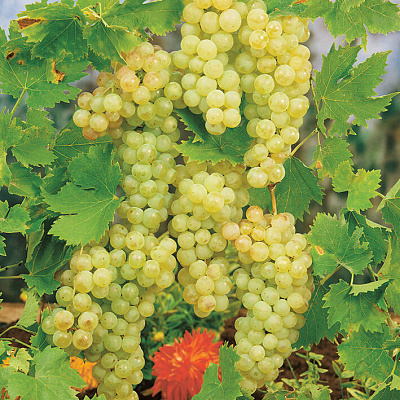 Виноград Шардоне