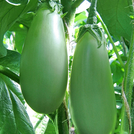 Фото Баклажан Алёнка