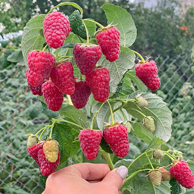 Малина ремонтантная Васёна