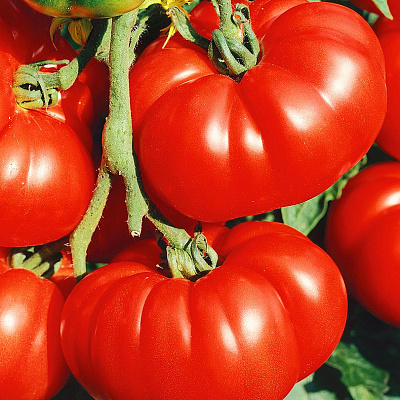 Помидор Бурлак F1