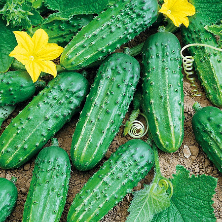 Фото Огурец Старатель F1