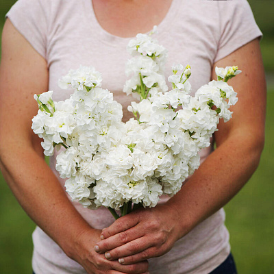 Левкой Маммут Белоснежное рождество 0,1гр