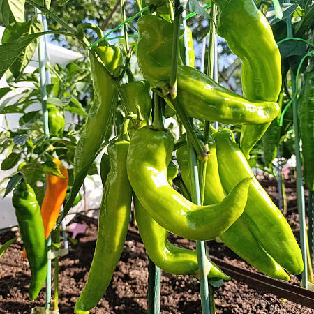 Фото Перец сладкий Орнелла F1