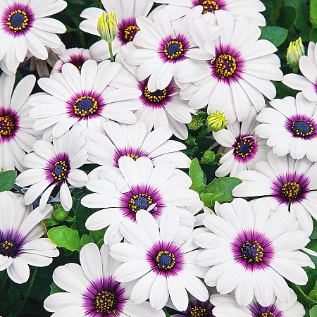 Фото Остеоспермум Акила Белый с глазком