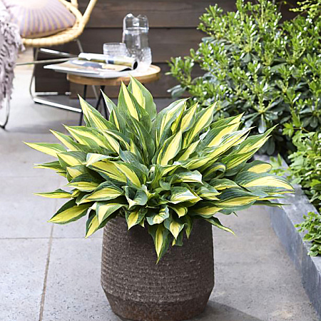 Фото Хоста Голден спеар