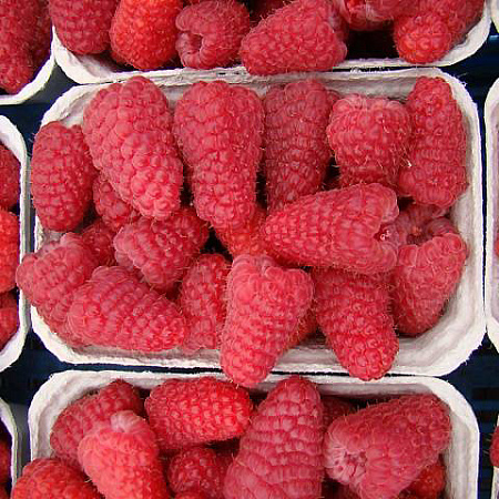 Фото Малина ремонтантная Полет Костенко