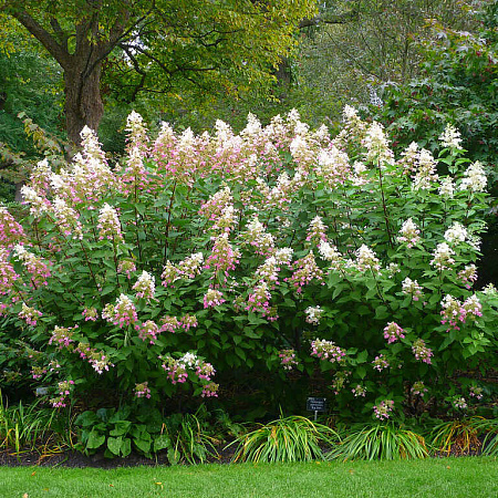 Фото Гортензия метельчатая Биг Бен