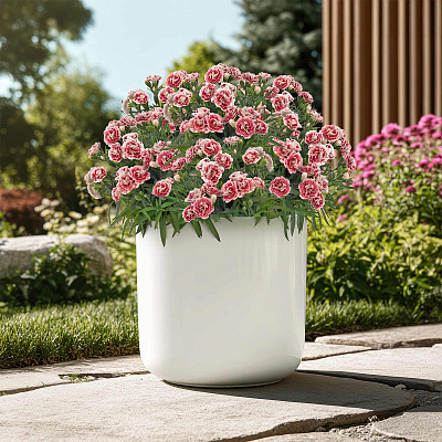 Гвоздика Супер-трупер Элизе