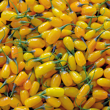 Фото Дереза Сладкий янтарь